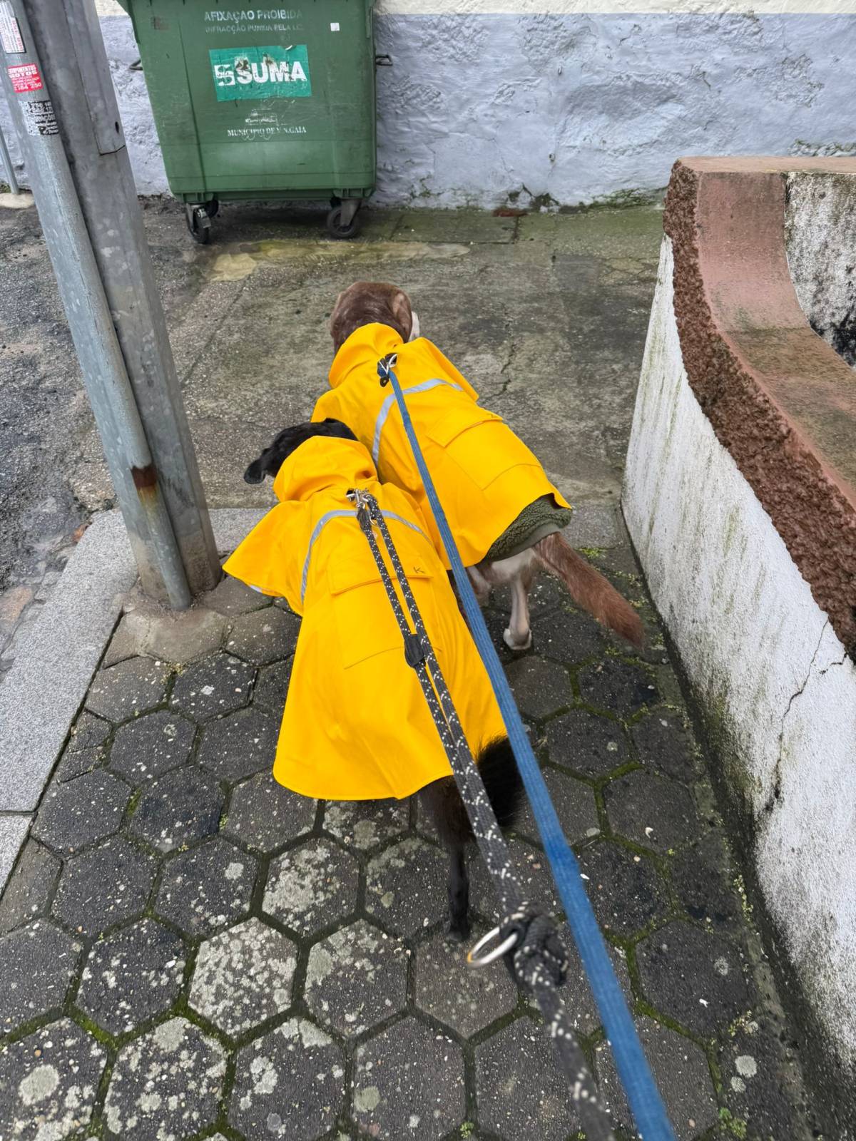 Pet sitting da Nês - Matosinhos - Cuidados para Animais de Estimação