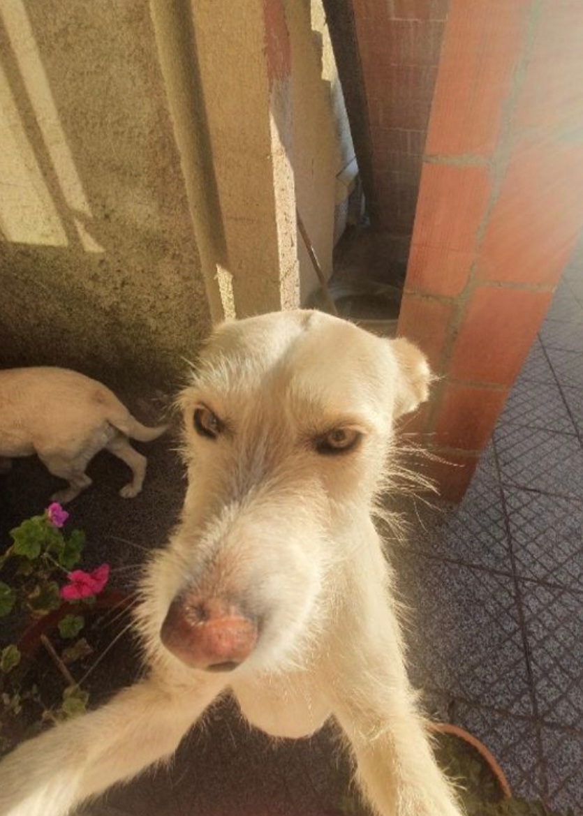 Pet Lover do Mondego - Figueira da Foz - Kinderfrau