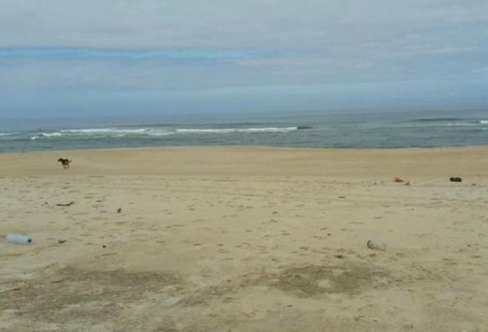 Pet Lover do Mondego - Figueira da Foz - Pet Sitting
