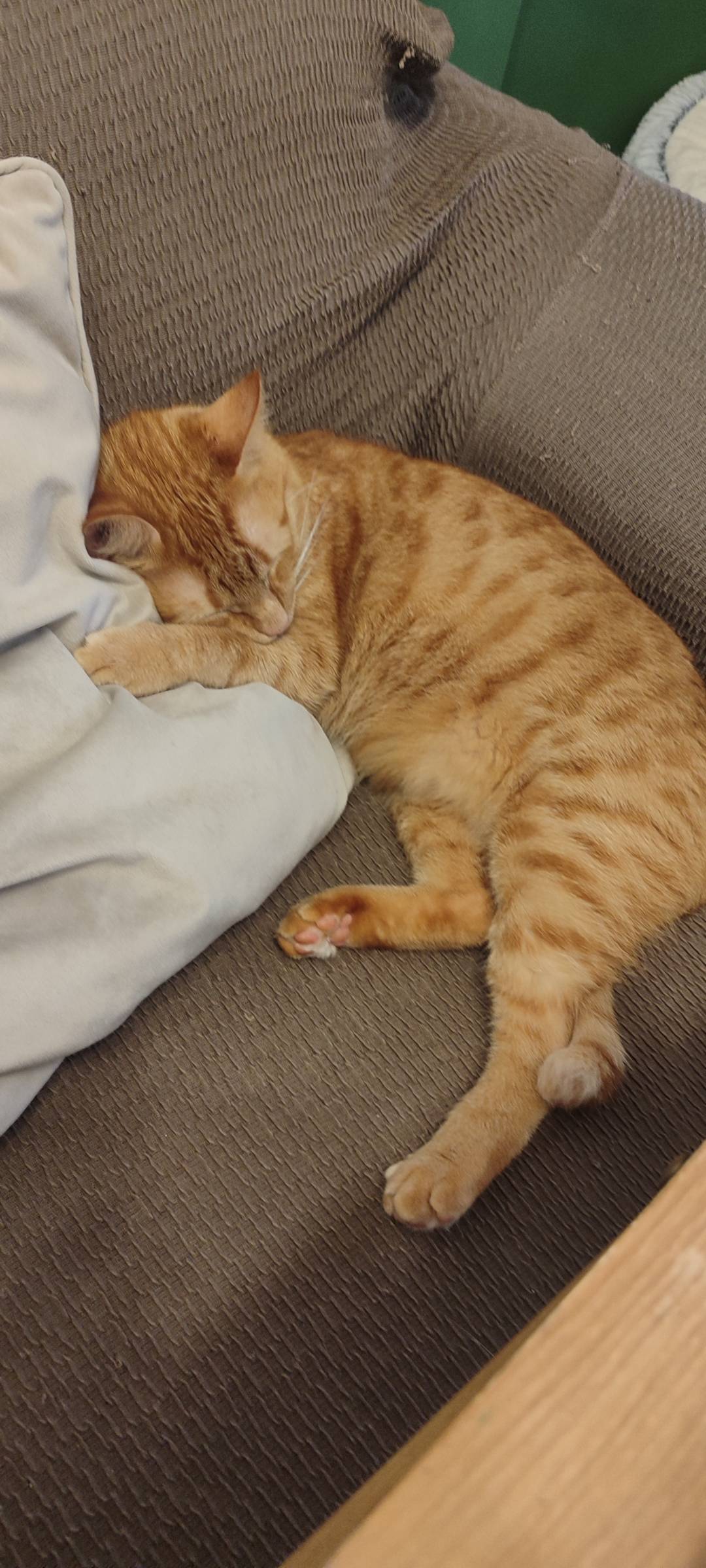 The Siter is here - Sintra - Cat Sitting