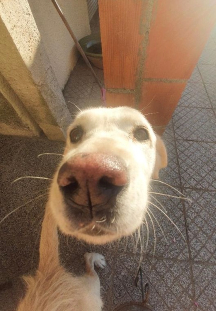 Pet Lover do Mondego - Figueira da Foz - Babysitting