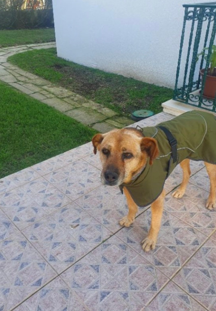 Pet Lover do Mondego - Figueira da Foz - Pet Sitting