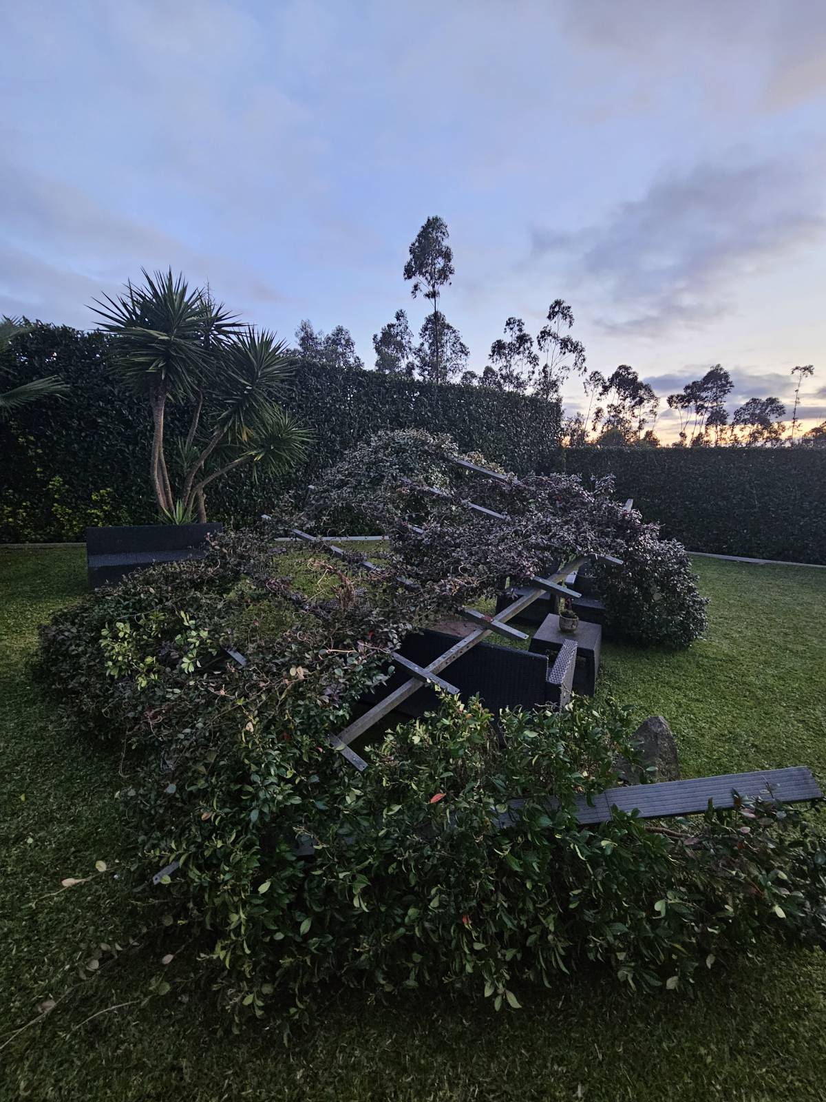 O Oliveira 360 - Braga - Shrub Removal