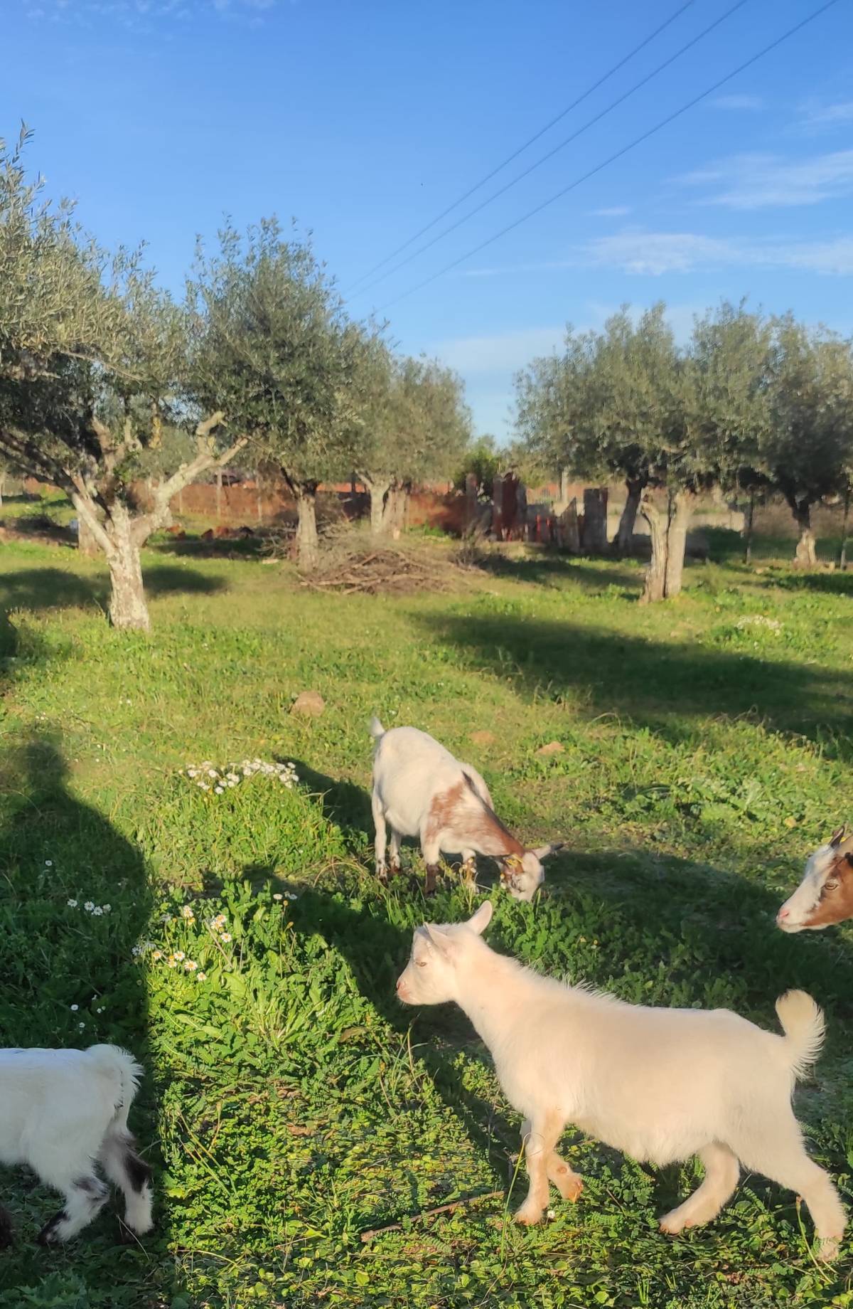 Ecomoz24 - Estremoz - Shrub Removal