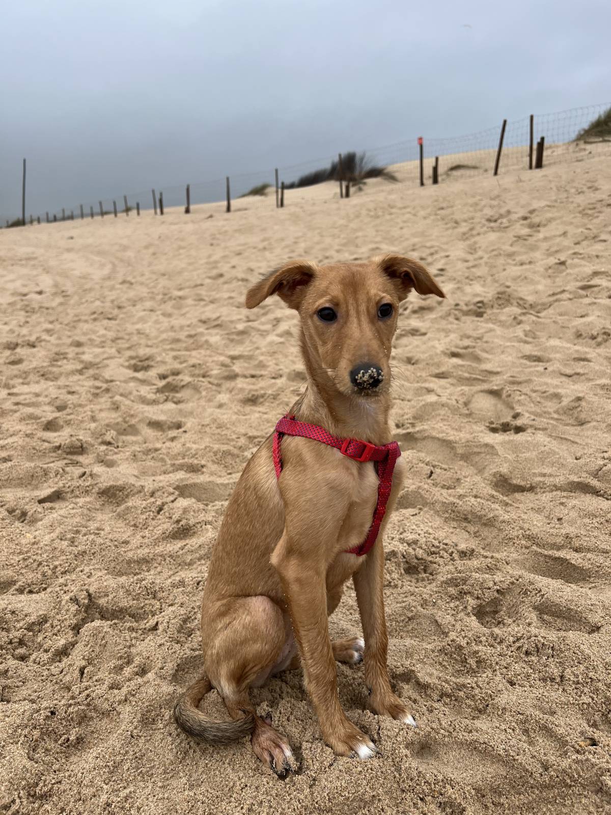 Rubens, cuidador e Pet sitter - Lisboa - Telephone System Services