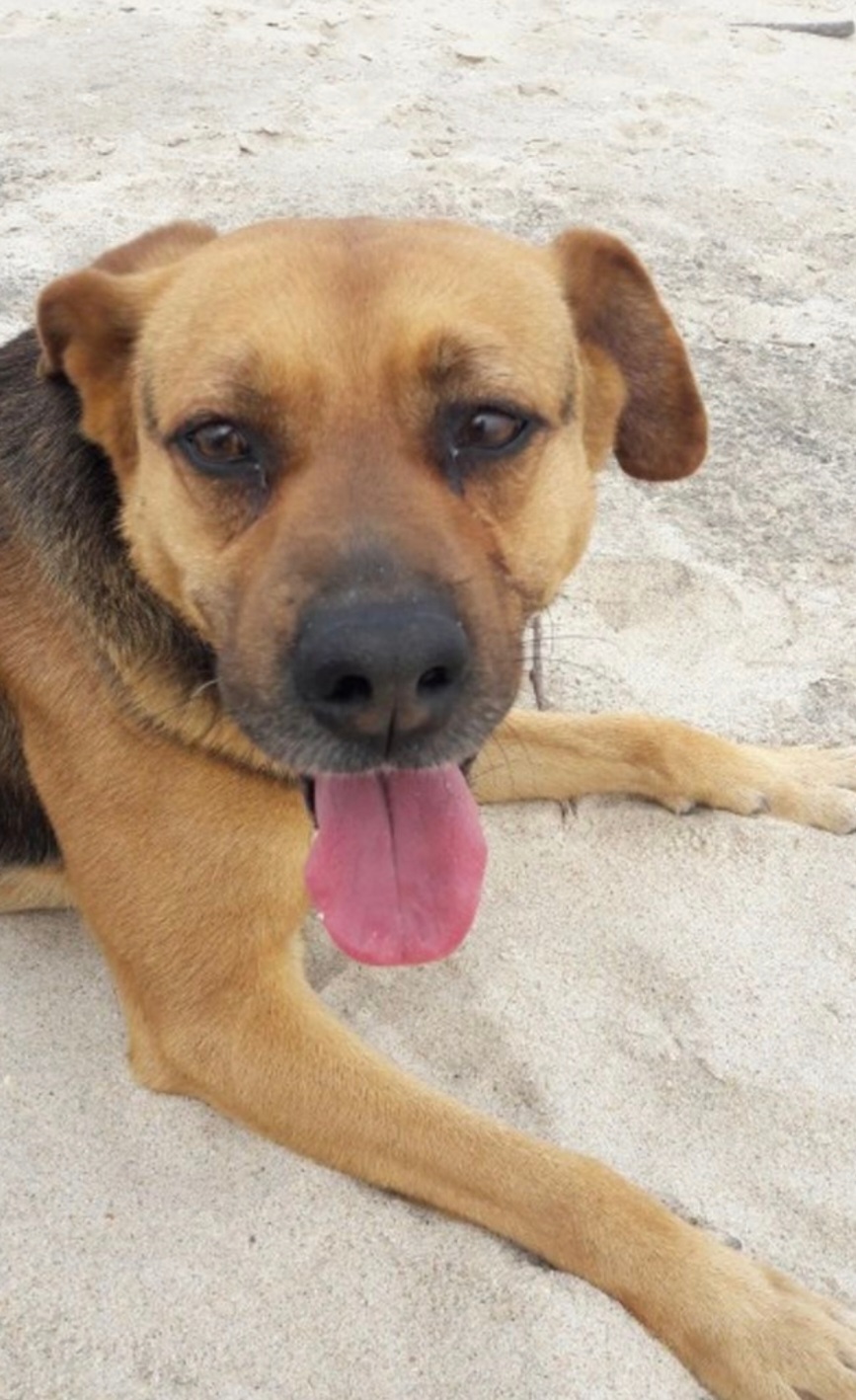 Pet Lover do Mondego - Figueira da Foz - Hundeausführung