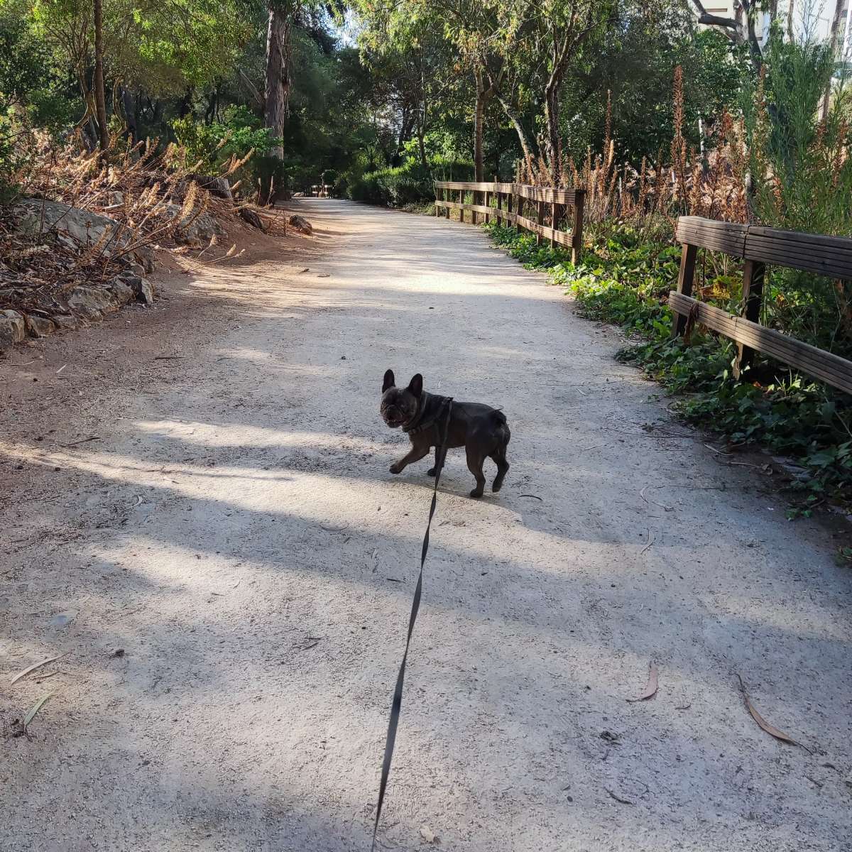 Adriana Valente - Cascais - Dog Daycare