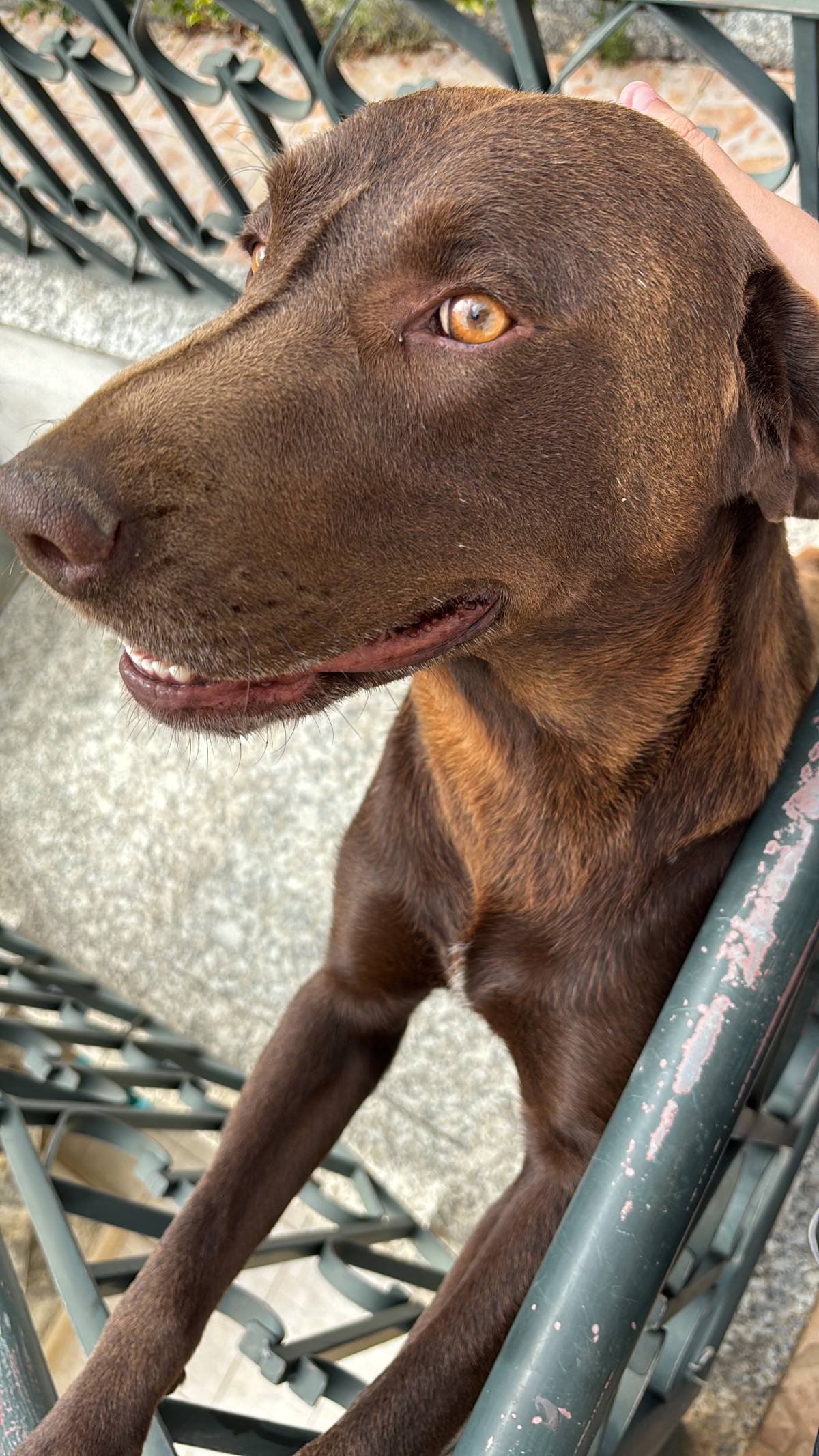 Giovanna - Oeiras - Dog Walking