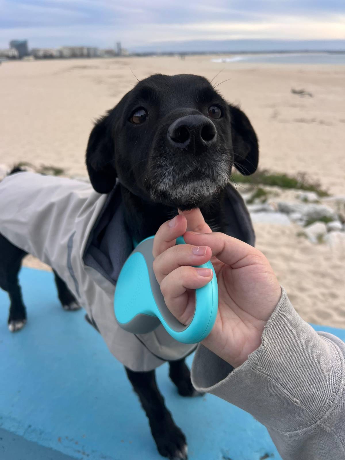 Pet Lover do Mondego - Coimbra - Paseador de perros