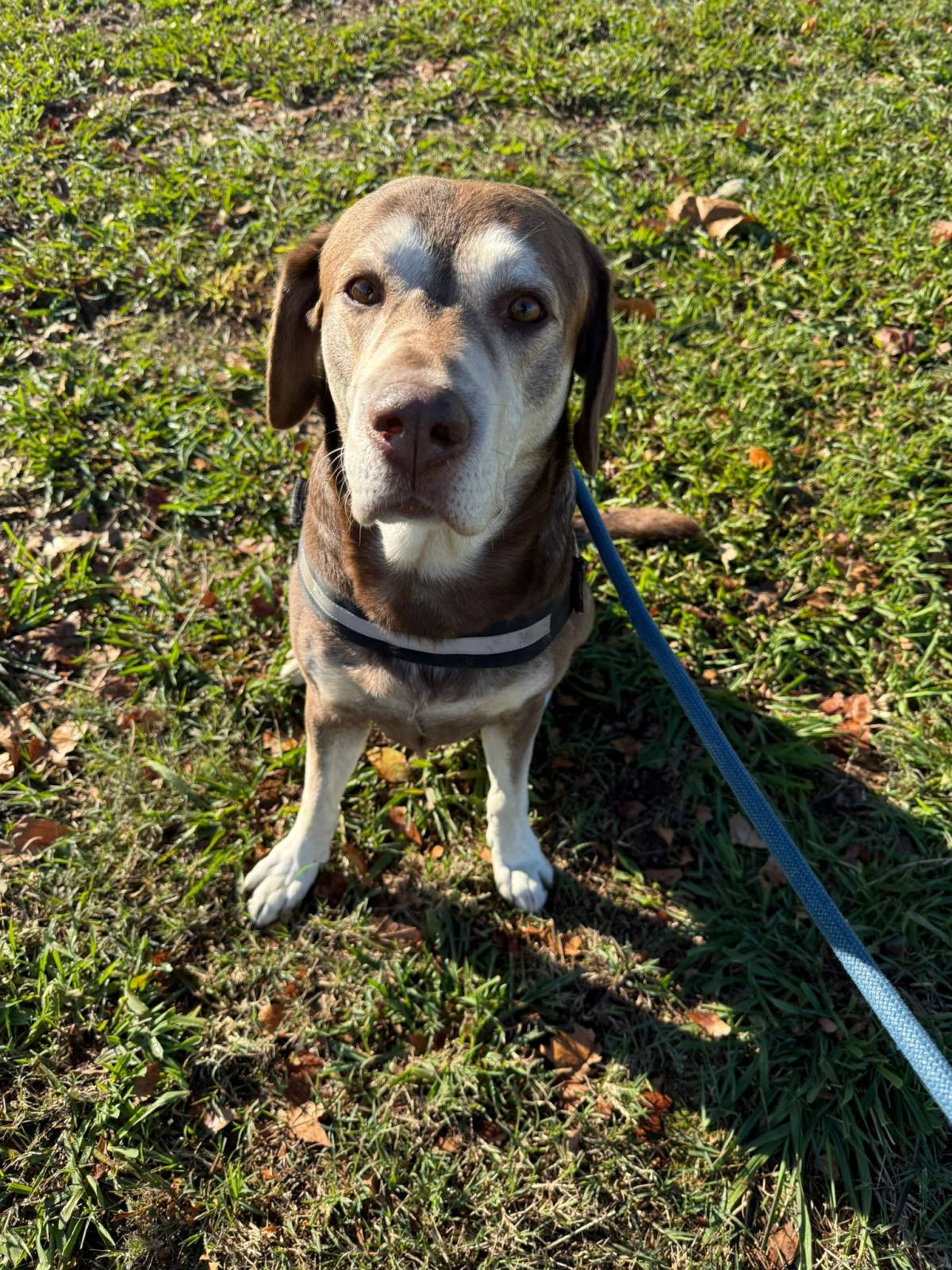 Pet sitting da Nês - Matosinhos - Banhos e Tosquias para Animais