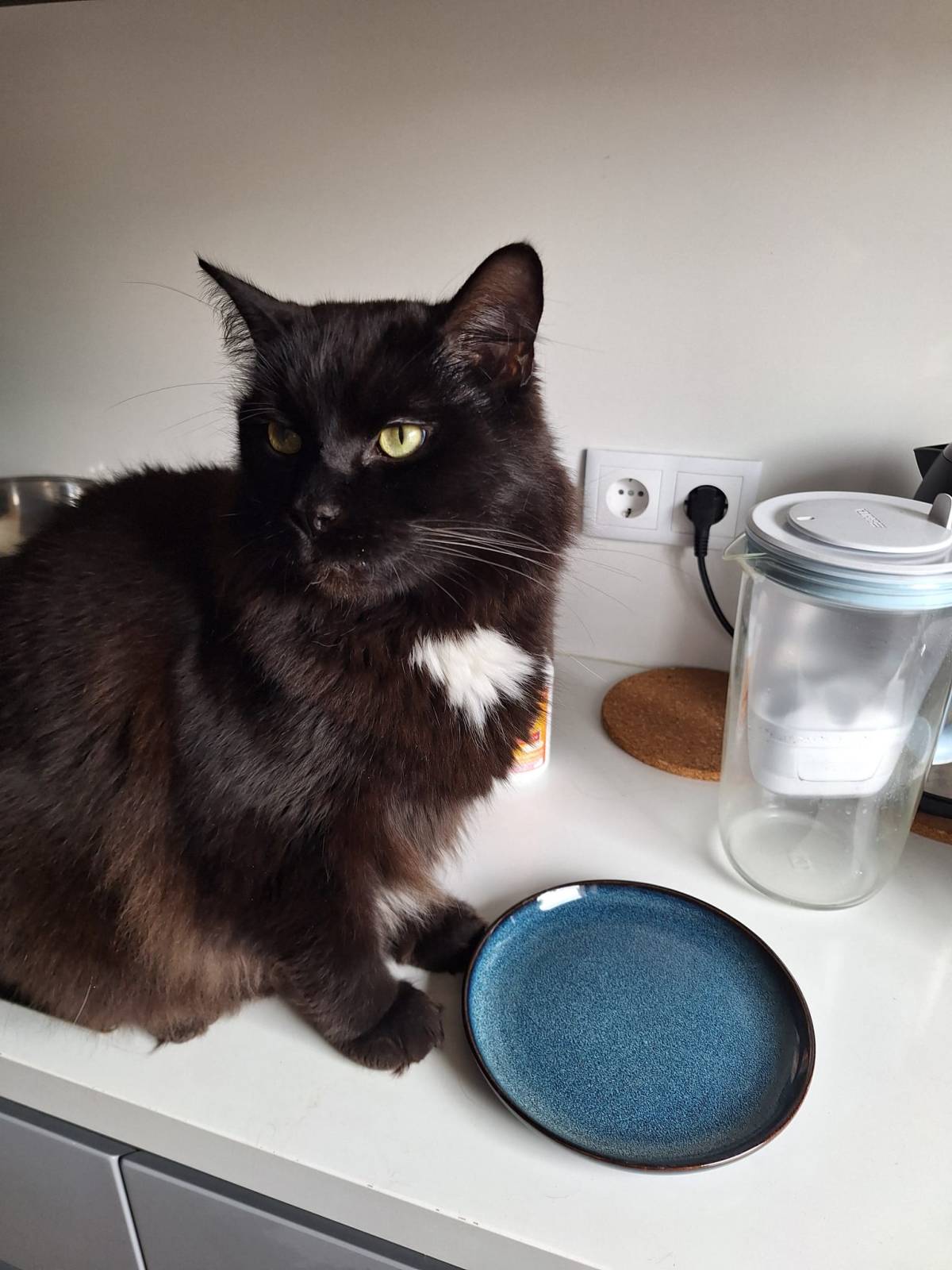 Pet sitting da Nês - Matosinhos - Banhos e Tosquias para Animais