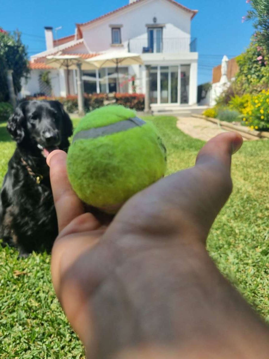 Alexandre - Lisboa - Dog Walking