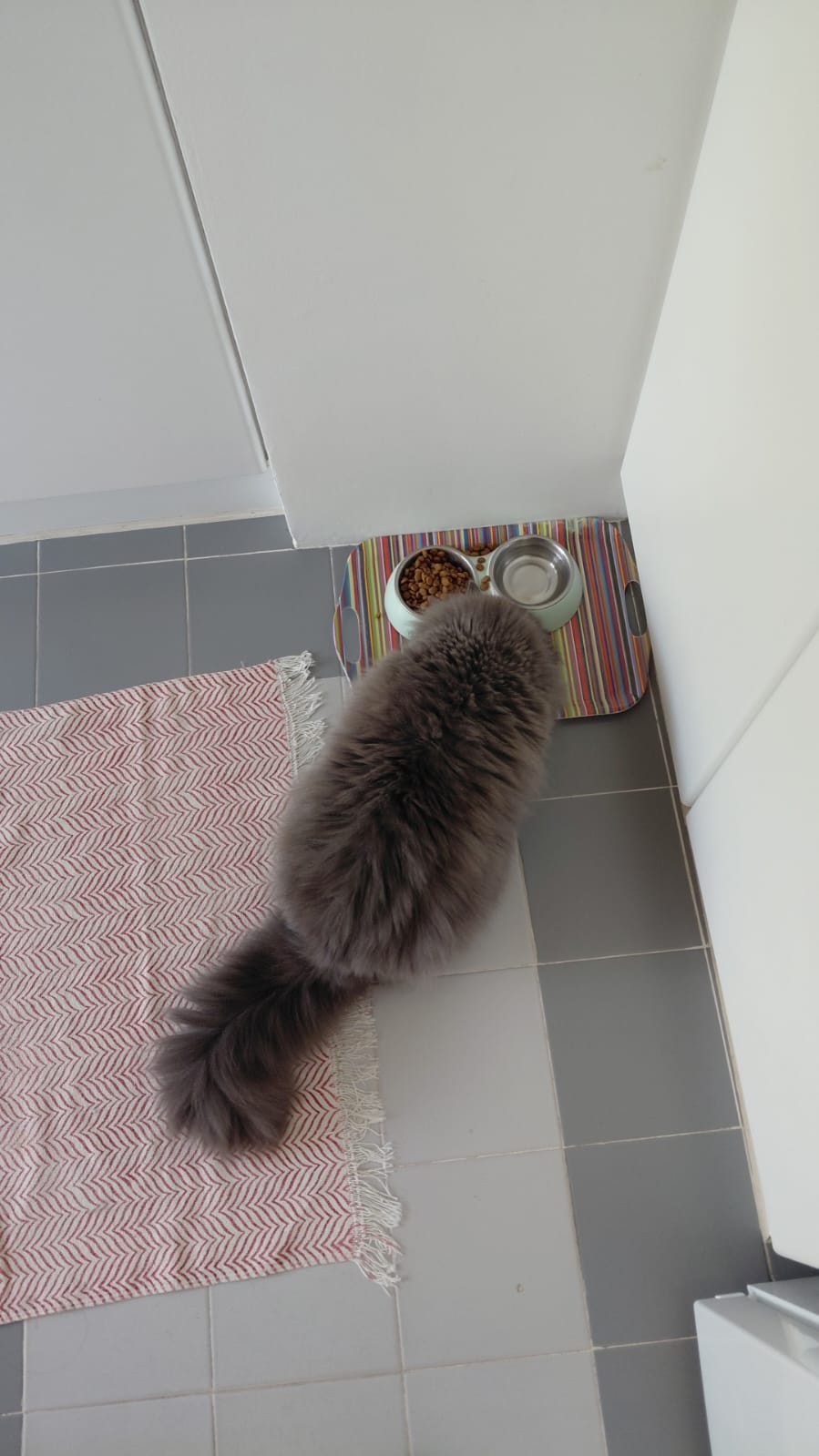 Rita Cerejo - Lisboa - Pet Sitting