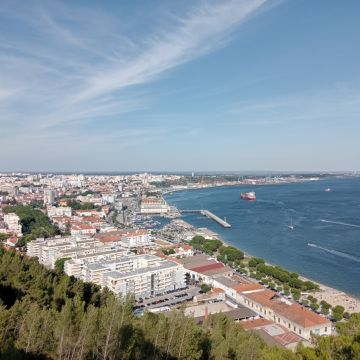 Sandro Daniel - Lisboa - Élagage et entretien des arbres
