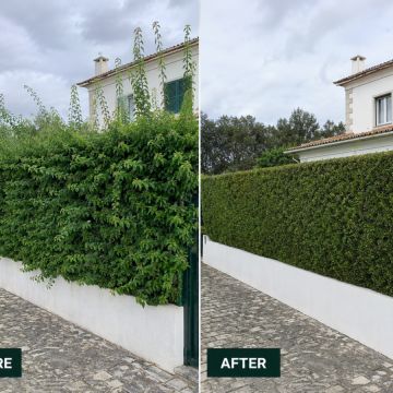 Jardins de Braga - Braga - Tree Stump Grinding and Removal