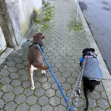 Pet sitting da Nês - Matosinhos - Banhos e Tosquias para Animais