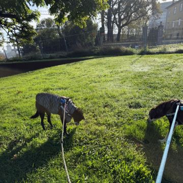 Pet sitting da Nês - Matosinhos - Cuidados para Animais de Estimação