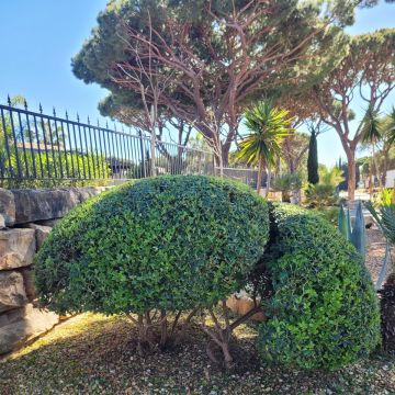 Clean Garden - Loulé - Désherbage