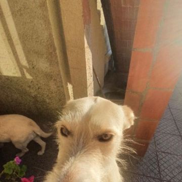 Pet Lover do Mondego - Figueira da Foz - Kinderfrau