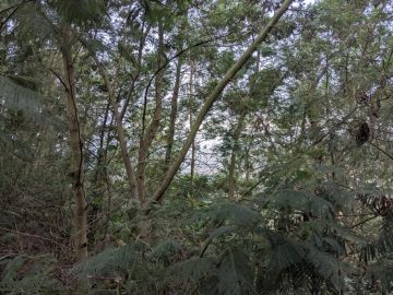 Jardinagem