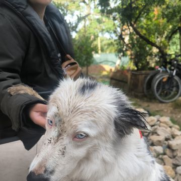 Bruna Mendes| Leal Canino - Sintra - Adiestramiento de perros - Clases privadas
