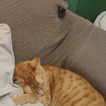 The Siter is here - Sintra - Cat Sitting