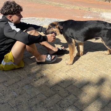 Rafinha - Lisboa - Baths and Grooming for Animals