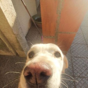 Pet Lover do Mondego - Figueira da Foz - Babysitting