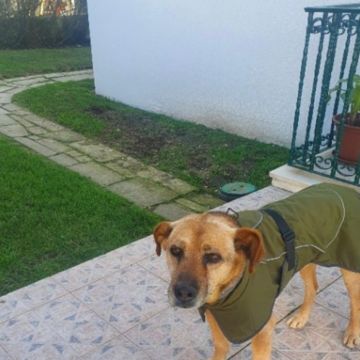 Pet Lover do Mondego - Figueira da Foz - Pet Sitting