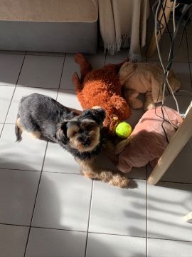 Creche para Cães
