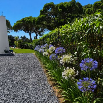 Clean Garden - Loulé - Nettoyage de terrains