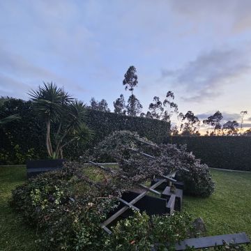 O Oliveira 360 - Braga - Shrub Removal