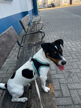 Hotel para Cães