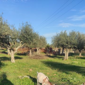 Ecomoz24 - Estremoz - Shrub Removal