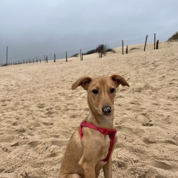 Rubens, cuidador e Pet sitter - Lisboa - Telephone System Services
