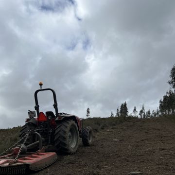 MACCunha FlorestAgric - Penafiel - Baumstumpf oder -wurzel wegfräsen und entfernen