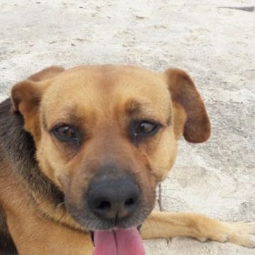 Pet Lover do Mondego - Figueira da Foz - Hundeausführung