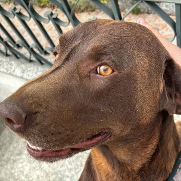 Giovanna - Oeiras - Dog Walking