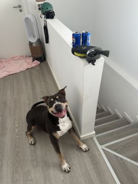 Dog Hotel