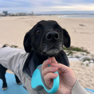 Pet Lover do Mondego - Coimbra - Paseador de perros