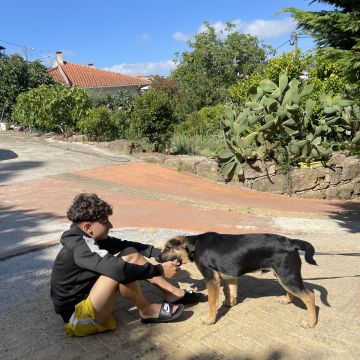 Rafinha - Lisboa - Pet Sitting