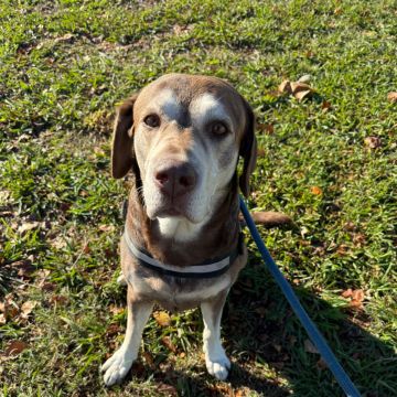Pet sitting da Nês - Matosinhos - Banhos e Tosquias para Animais