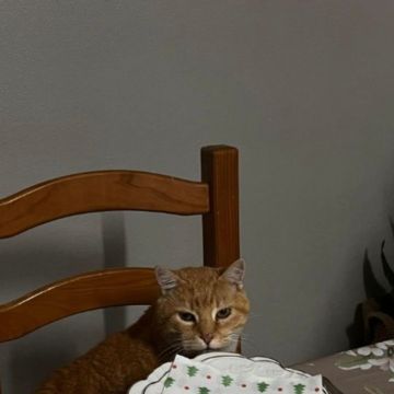 Pet Lover do Mondego - Figueira da Foz - Hundeausführung