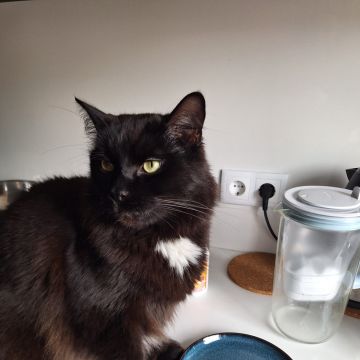 Pet sitting da Nês - Matosinhos - Banhos e Tosquias para Animais
