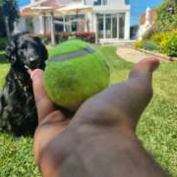 Alexandre - Lisboa - Dog Walking