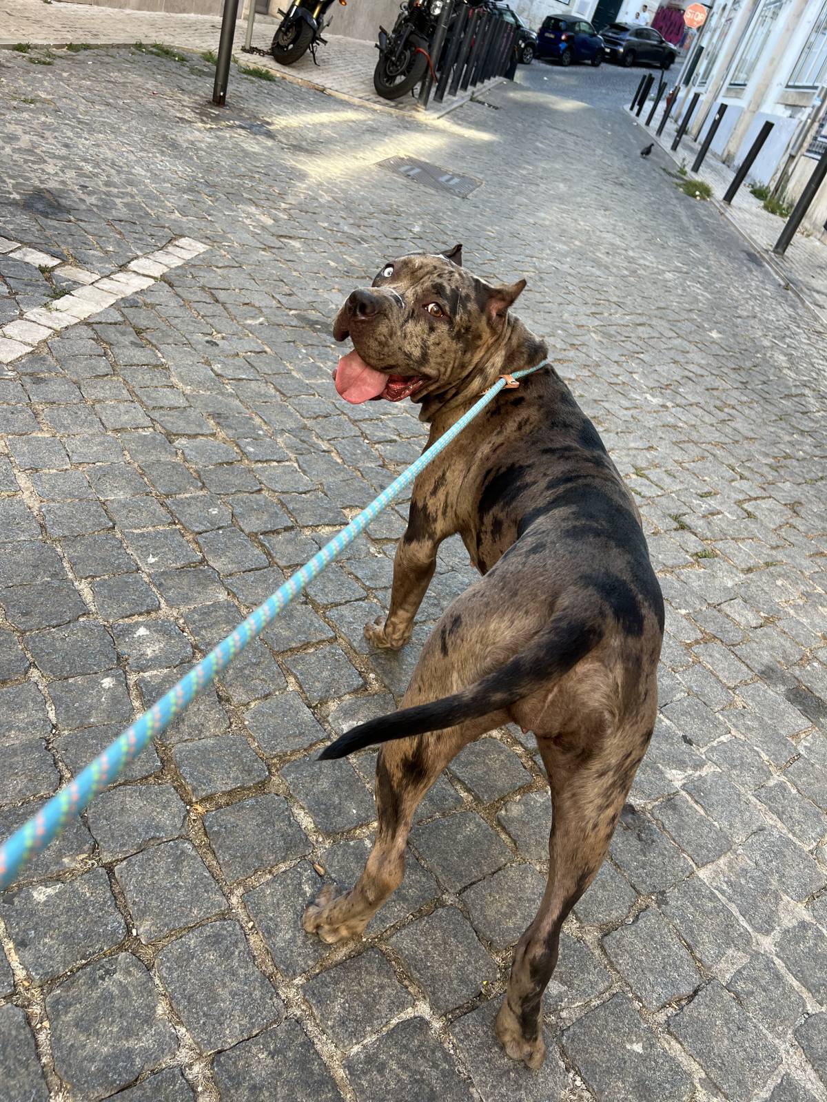 Carol PetSitting & Dog Walker - Lisboa - Cat Sitting