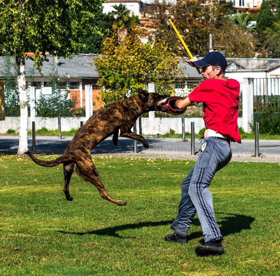 Marcus Freitas - Águeda - Treino de Animais