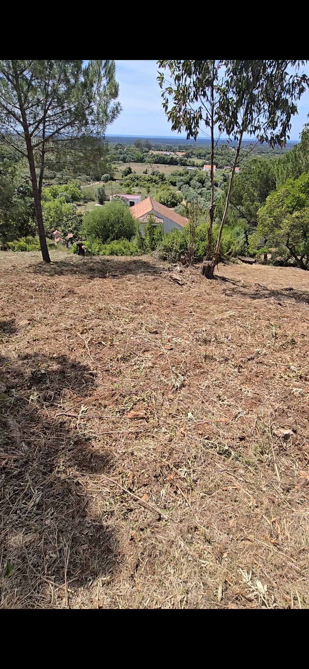 Iuri lucio - Fafe - Poda y mantenimiento de árboles