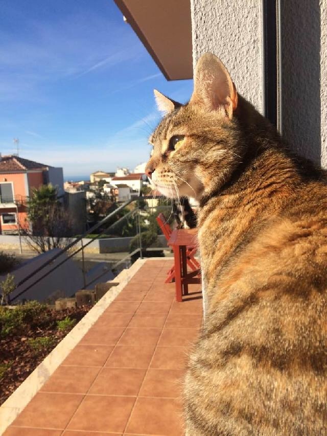 Ines Vilhena - Lisboa - Pet Care and Grooming