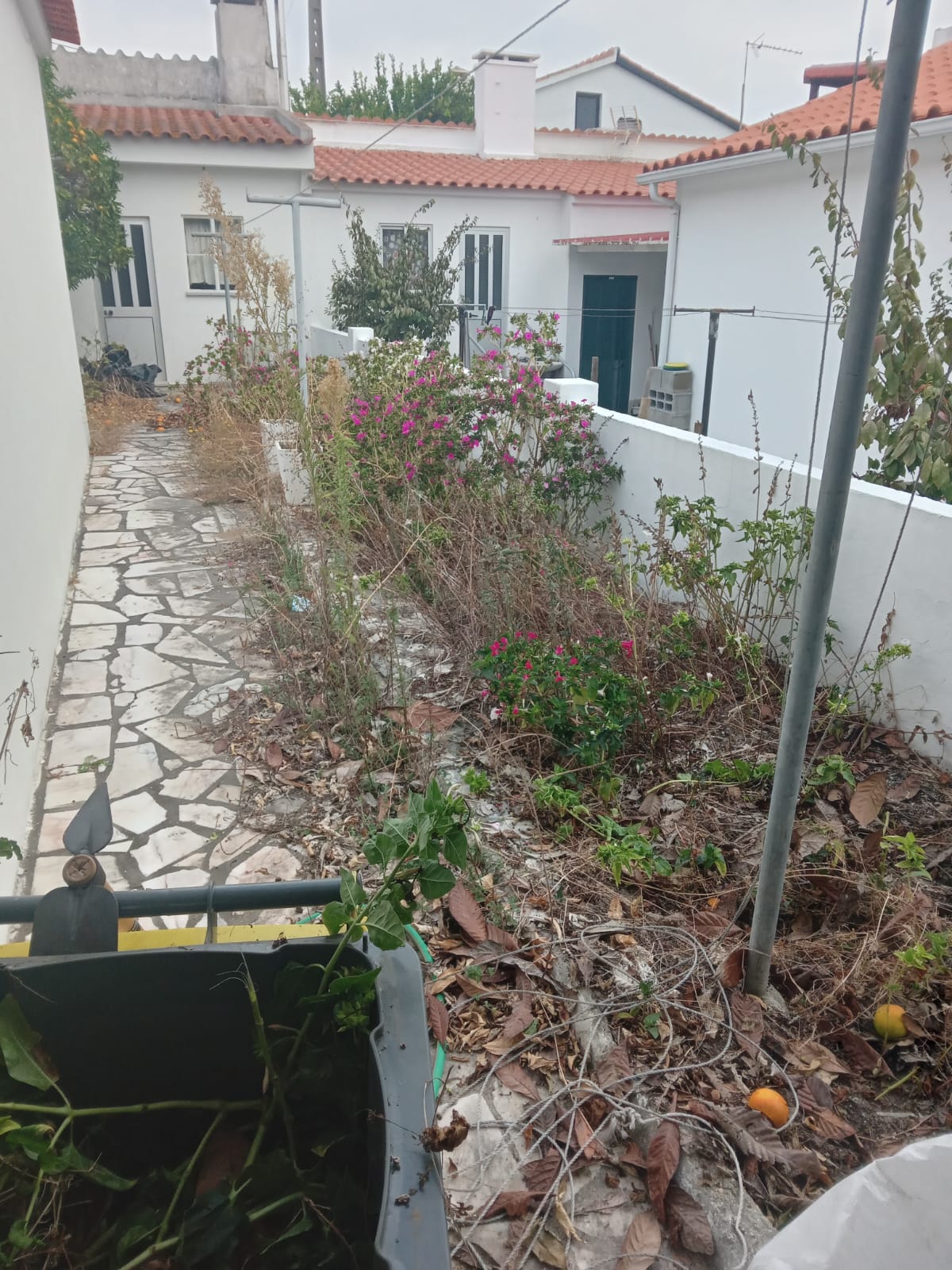 Portugreen - Palmela - Baumpflege